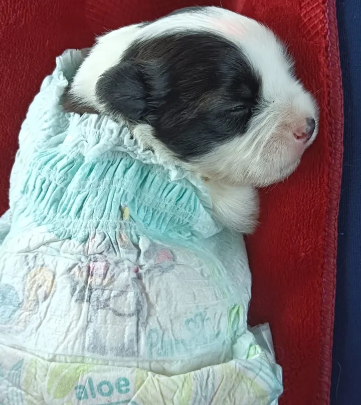 बचपन का प्यारा टोफी