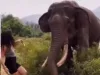 लड़की का स्टाइल मारना हाथी को नहीं आया पसंद, फिर क्या हुआ देखें Video 
