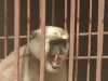 बलिया : पकड़ा गया खूंखार बंदर, पिंजड़े से भी दिखा रहा था खौफनाक चेहरा