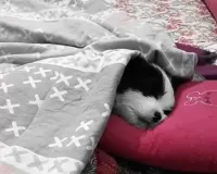 कुत्ते के लिए एसी कमरे, सुबह-शाम नाश्‍ता-भोजन : पूरे ठाट-बांट के साथ रहता बलिया का TOOFI, देखें Video