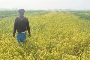 बलिया में गेंहू की फसल से क्रूरता, जांच में जुटी पुलिस