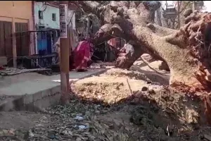 बलिया में एनएच 31 के किनारे पेड़ काटने के दौरान एक रिहायशी मकान पर गिरा, दो महिलाएं घायल ; देखें Video