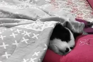 कुत्ते के लिए एसी कमरे, सुबह-शाम नाश्‍ता-भोजन : पूरे ठाट-बांट के साथ रहता बलिया का TOOFI, देखें Video